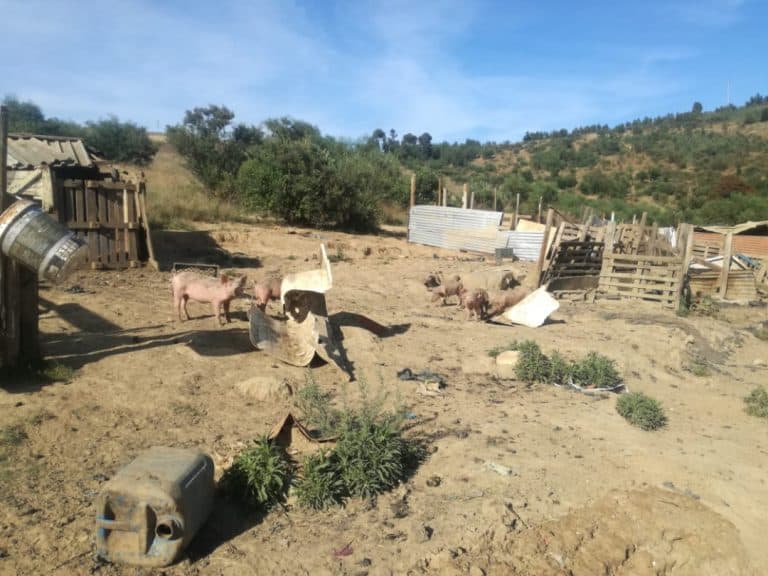 AfriForum bekommerd oor onwettige boerdery in Papegaaiberg Natuurreservaat