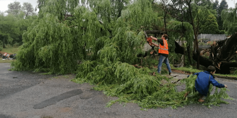 AfriForum se Parys-tak verwyder boom wat pad gedeeltelik versper