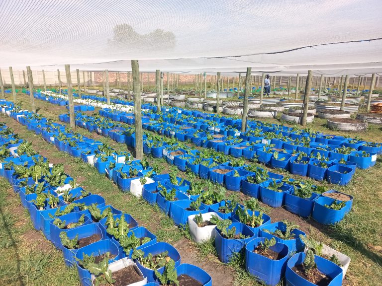 AfriForum se Bethal-groentetuinprojek lewer 200 kg spinasie